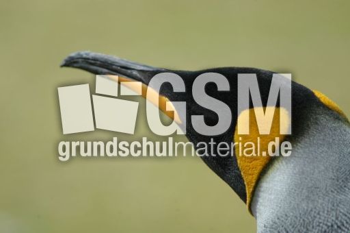 Königspinguin (74 von 84).jpg